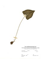 藏品(大花細辛)的圖片